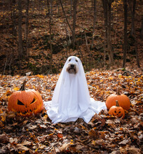 Dog Wearing A Ghost Costume Sitting Between Pumpkins For Halloween.