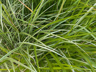 Wall Mural - close up view of tall grass and ground cover in bright natural sunlight with deep shadows