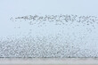 © AGAMI - Bonte Strandloper, Dunlin, Calidris alpina