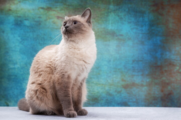 Wall Mural - A Thai cat studies a striped holiday gift bag.