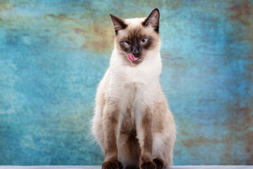 Wall Mural - Portrait of a beautiful Thai cat on a blue background in grunge style.