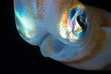 Close up detail of reef squid - Sepioteuthis sepioidea