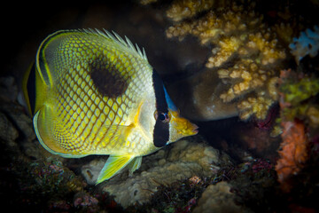 Side profile shot of tropical saltwater butterflyfish