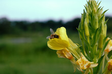 Honey Bee Pollinating Yellow Evening Primrose Flower In Summer