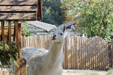 llama in the zoo