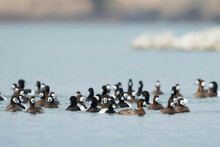 Toppereend, Greater Scaup, Aythya Marila