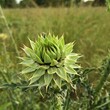 thistle in field