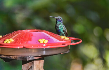 Wall Mural - Sparkling violetear hummingbird (Colibri coruscans) at a feeder, Podocarpus National Park, Zamora, Ecuador