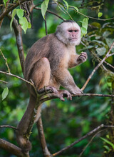 White-fronted Capuchin Monkey (Cebus Albifrons), Copalinga, Podocarpus National Park, Zamora, Ecuador