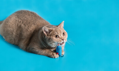 Wall Mural - a peach-colored british shorthair cat plays with a blue rag mouse toy on a blue background. Looking up