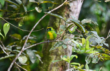 Wall Mural - Green-and-gold tanager (Tangara schrankii), Copalinga, Podocarpus National Park, Zamora, Ecuador