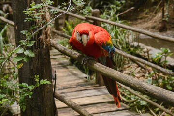 Wall Mural - Scarlett macaw (Ara macao), Ecuador