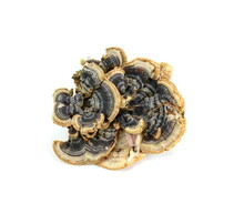 Turkey Tail Mushroom Isolated. Trametes Versicolor, Also Known As Coriolus Versicolor And Polyporus Versicolor Mushroom, The Best Natural Cure For Cancer