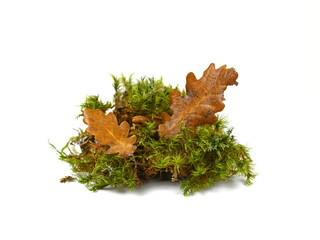 Green moss and autumn leaves as a decorative element. Closeup. Green moss Isolated on white background. Studio photography.