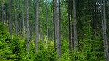 Fototapeta Perspektywa 3d - A spruce tree forest in Latorita Mountains during summer season. Carpathia, Romania.