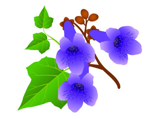 Wall Mural - Paulownia flowers with leaves and buds isolated on white background.