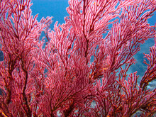 Close-up Of Red Melithaea Sea Fan Gorgonian Coral