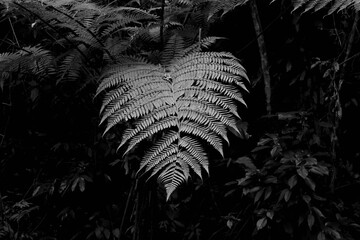 Leaf Black and White - Alto da Boa Vista, Floresta da Tijuca at Rio de Janeiro Brazil