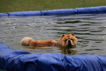 Poster - Selective focus shot of a cute Chow-Chow in an inflatable pool