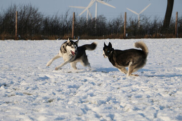 Canvas Print - Selective focus shot of cute dogs playing on a snow-covered backyard