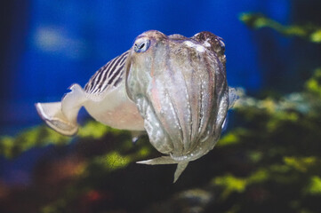 Wall Mural - Grey fugu fish - front view