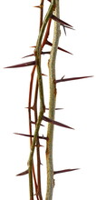 Tree Branch With Thorns Isolated On White Background, Clipping Path