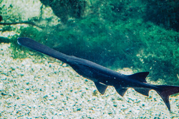 Saw fish - with long nose