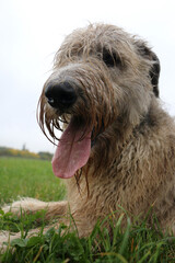 Sticker - Selective focus shot of a cute wet Irish wolfhound lying on the grass in the backyard