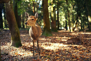 japanese cute deer