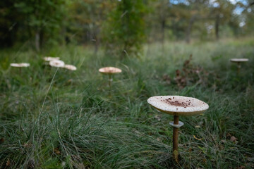 Poster - View of parasol mushrooms on a grassy ground