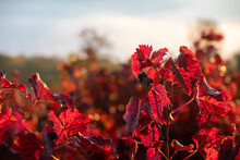 Vertical Shot Of Dark Red Leaves From The Vineyard Captured During The Peak Autumn