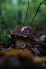 Closeup Shot Of A Wild Bay Bolete Mushroom In A Forest With Greenery