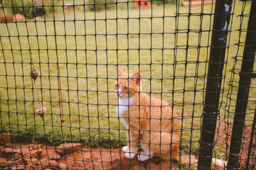 Lanai Cat Sanctuary, Hawaii
