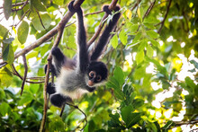 Cute Adorable Spider Monkey Close Up Natural Habitat In Jungle