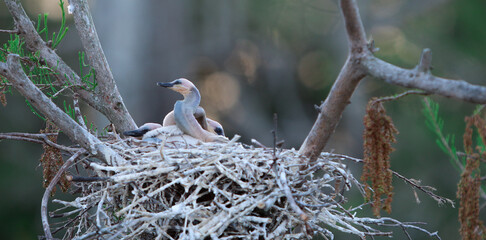 Baby birds in a nest  / Rookery / Swamp 