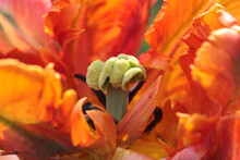 Soft Focus Of The Stamen And Pistil Of An Orange Tulip Blooming At A Garden