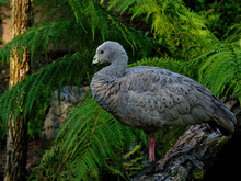 Closeup Of A Cape Barren Goose Perched On A Tree Under The Sunlight