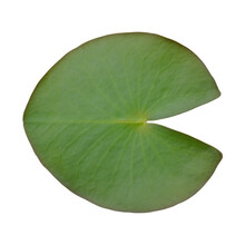 Close-up Of Lily Pad Over White Background