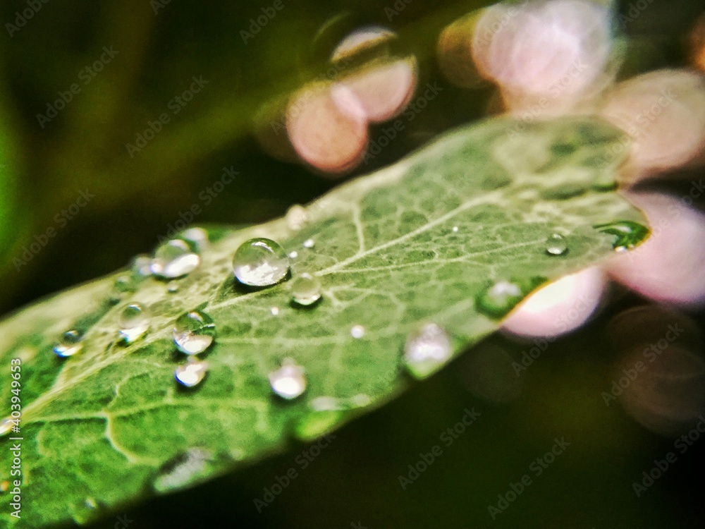 Close-up Of Water Drops On Leaf - obrazy, fototapety, plakaty 