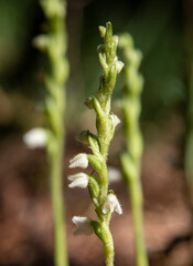 Wall Mural - Orchid of Autumn Lady's-tresses macro photography