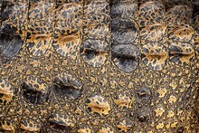 Close Up Of Crocodile Skin