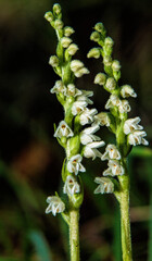 Wall Mural - Orchid of Autumn Lady's-tresses macro photography