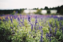 Close-up Of Purple Flowers On Field