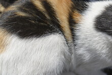 Background Texture Striped Calico Cat Fur