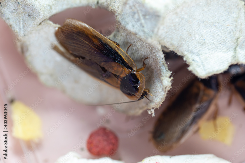 Study of the structure of Blaptica dubia, Dubia roach, also known as ...