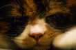 Bliski portret śpiącego kotka perskiego tricolor 