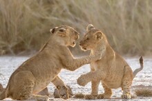 Lion Cubs Playing On Field