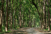 Scenic Road With Canopy Of Tall And Long Sal Trees At Dhikala Jim Corbett National Park Or Tiger Reserve Uttarakand India - Shorea Robusta