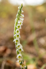 Wall Mural - Orchid of Autumn Lady's-tresses macro photography