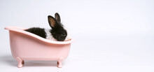 Baby White And Black Spotted Rabbit Or Bunny Animal Small Bunnies Easter Is Sitting In A Pink Bathtub And Funny Happy Animal Have White Isolated Background